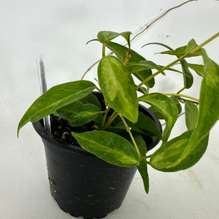 Hoya dennisii 'Frida' [#2328]