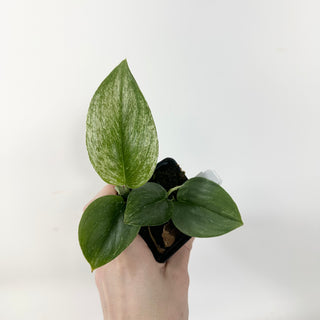 Z-5372 - Scindapsus treubii variegata