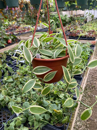 Vanilla planifolia 'Albo-Variegata' - 6" Hanging Basket