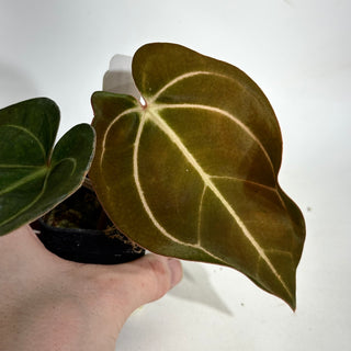 Anthurium carlablackiae x 'Arnold Schwarzenegger' - Seedling [#1990]
