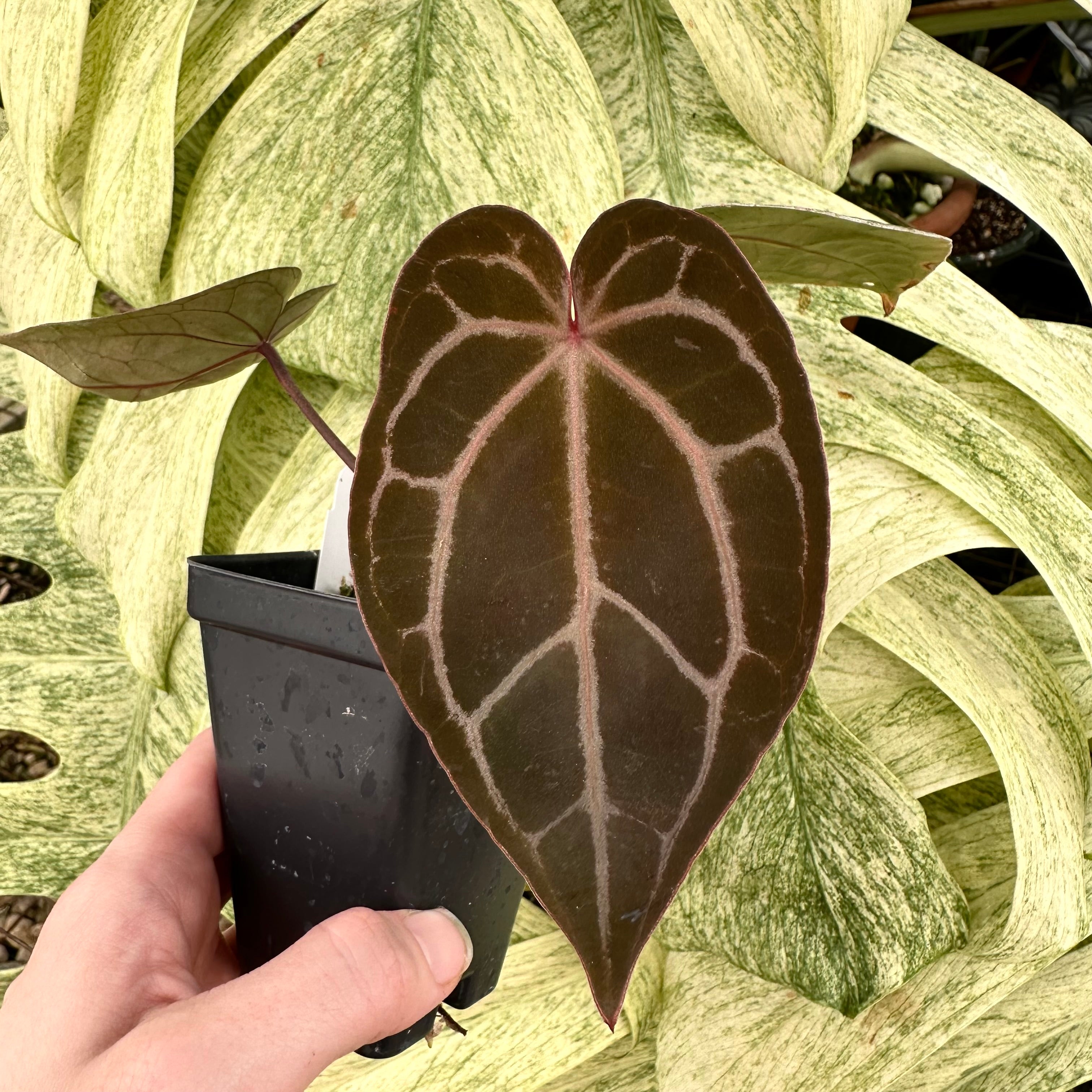 ace of spade anthurium Anthurium 'Ace of Spades' x 'Zara'/'Michelle'
