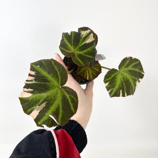 Begonia soli-mutata (variegated) [#2415]