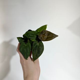 Anthurium ('Zara'/'Michelle')/luxurians x Indo portillae [#1904]