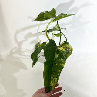Philodendron domesticum variegata (Non-TC) [#1974]