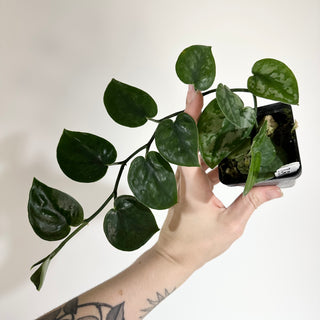 Z-5099 - Scindapsus pictus 'Black Mamba'