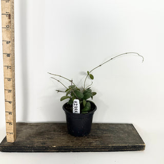 Hoya sp. GPS-7240 [#2355]