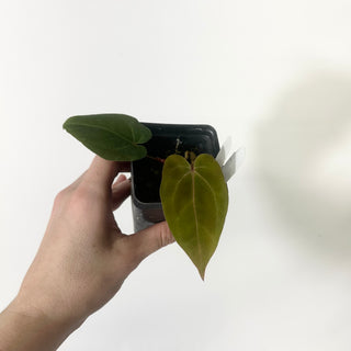 Anthurium Variegated ('Ace of Spades'/papillilaminum) x 'Wonderboy' [#1644]