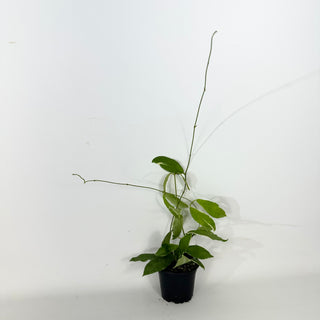 Hoya pimenteliana (outer variegated) [#2374]