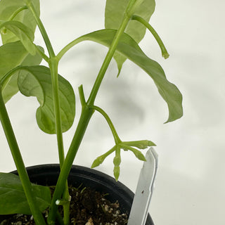 Hoya solokensis [#2196]