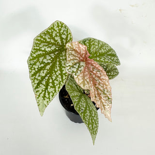 Begonia 'Snow Capped' (Variegated) [#2108]