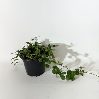 Hoya sp. aff. serpens [#2135]