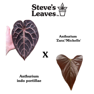 Anthurium 'Zara'/'Michelle' x indo portillae [#1786]