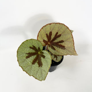 Begonia lanternaria [#2488]