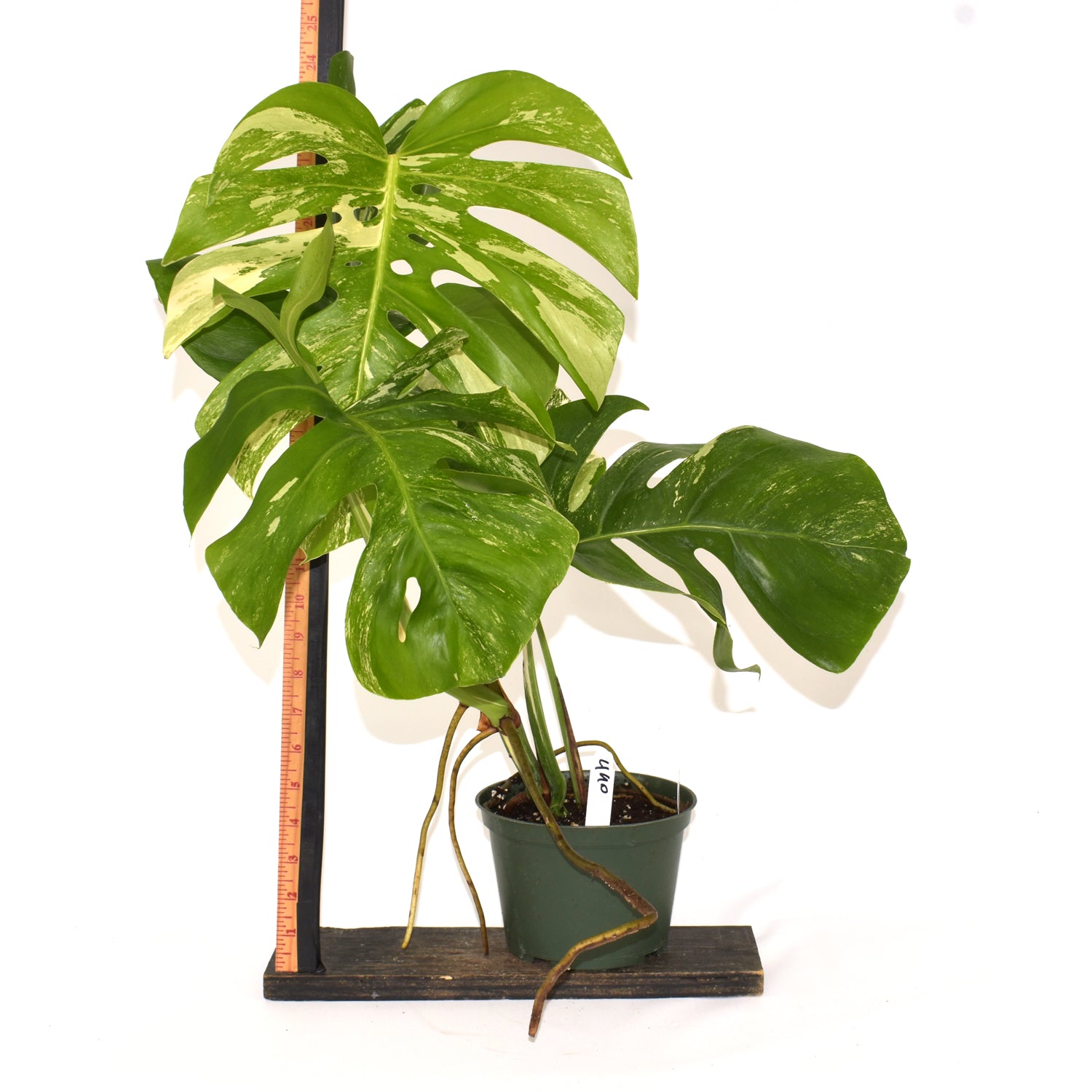 Monstera deliciosa var. borsigiana albo-variegata [#490]