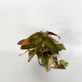 Begonia ‘Withlacoochee’ (Variegated) [#2102]