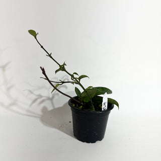 Hoya nutans [#2027]