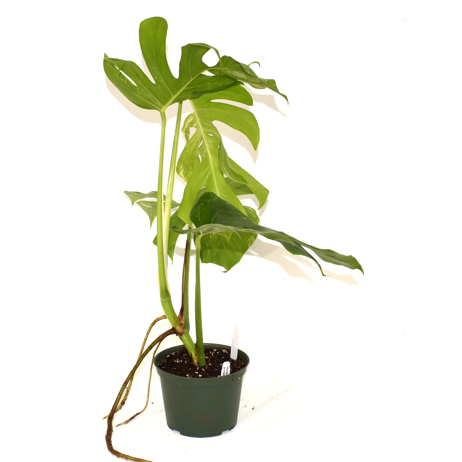 Monstera deliciosa var. borsigiana albo-variegata [#493]