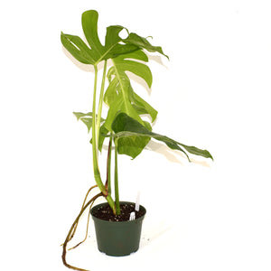 Monstera deliciosa var. borsigiana albo-variegata [#493]
