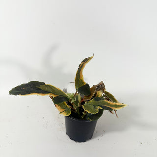 Begonia 'Dainty Spray' (Sport) [#2063]