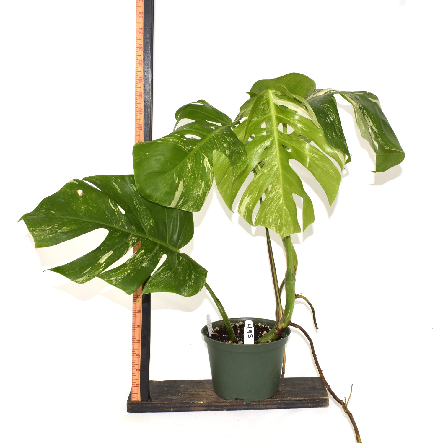 Monstera deliciosa var. borsigiana albo-variegata [#495]