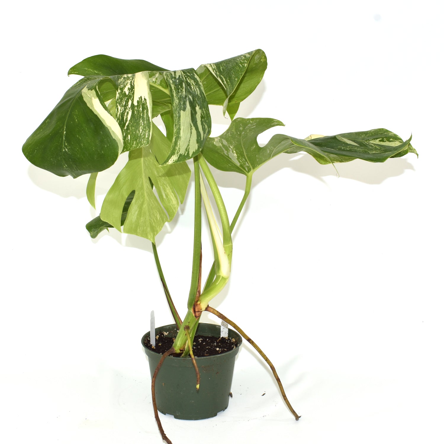 Monstera deliciosa var. borsigiana albo-variegata [#495]