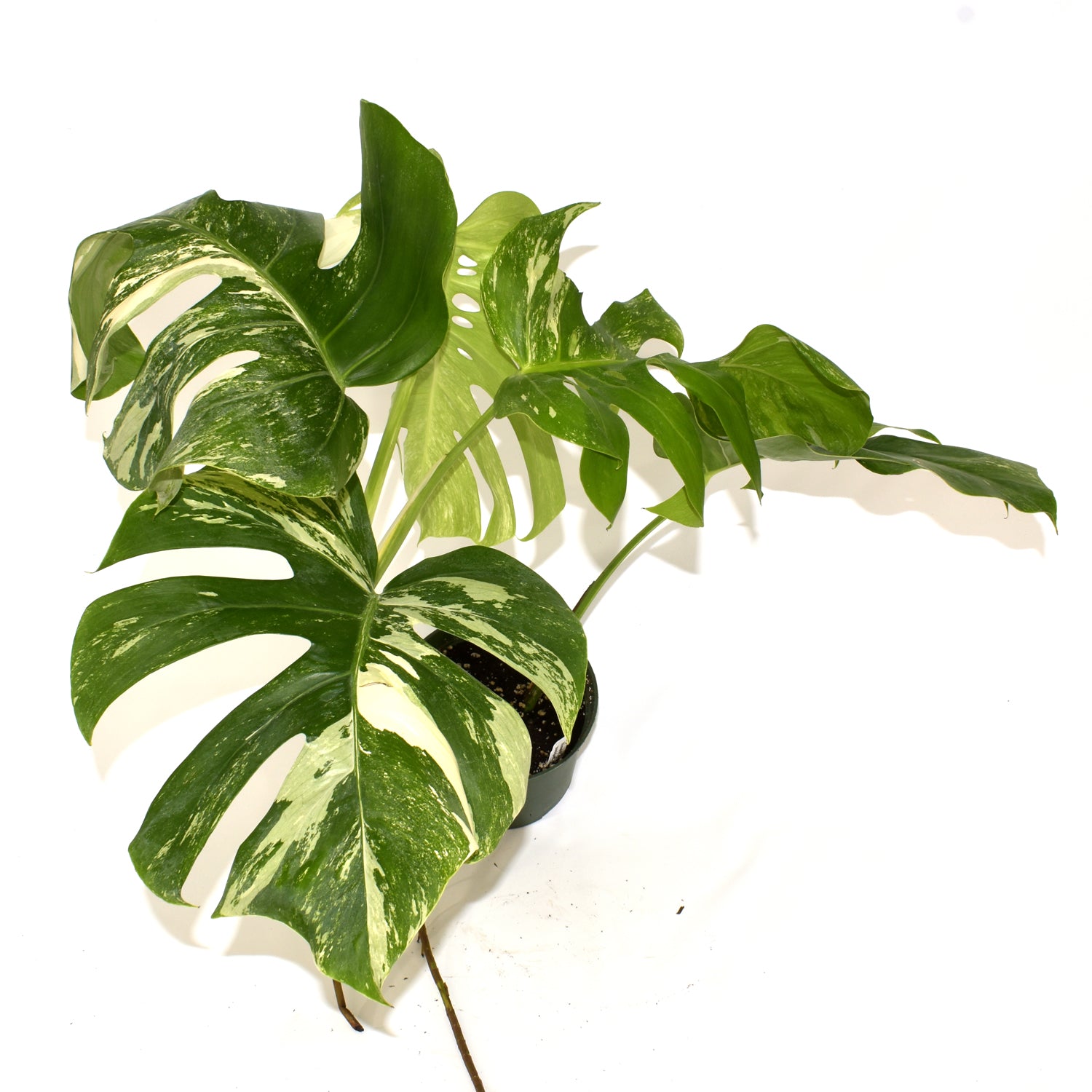 Monstera deliciosa var. borsigiana albo-variegata [#495]