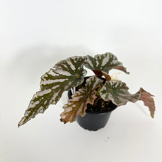 Begonia 'Silver Beauty' [#2312]