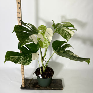 Z-4836 - Monstera deliciosa var. borsigiana albo-variegata
