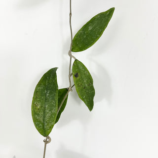 Hoya finlaysonii ‘Trang’ (XL Pot) [#2120]