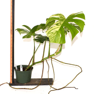 Monstera deliciosa var. borsigiana albo-variegata [#499]