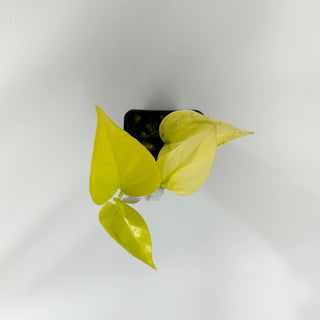 Z-4538 - Epipremnum aureum 'Champs-Élysées'