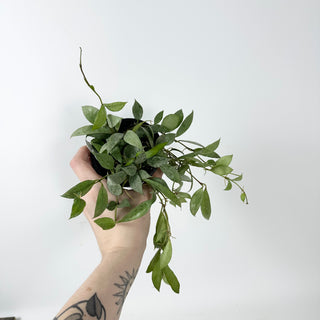 Hoya lacunosa 'Moonlight' [#2333]