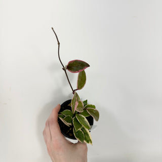 Hoya carnosa 'Purple Pride' [#1719]