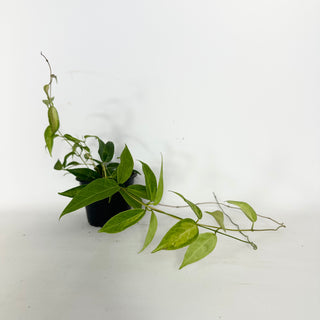 Hoya dennisii 'Frida' [#2328]