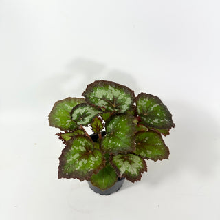 Begonia 'Randy MK2' [#2055]
