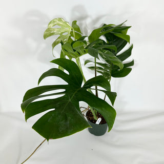 Monstera deliciosa var. borsigiana albo-variegata [#1488]
