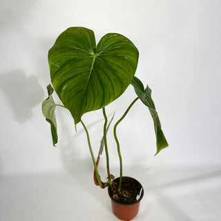 Z-4429 - Philodendron 'Dean McDowell'