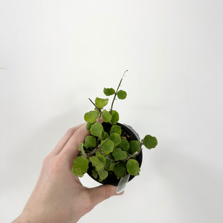 Hoya kanyakumariana [#1741]