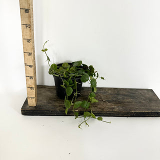 Dischidia imbricata [#2305]