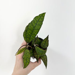 Hoya finlaysonii (Black) [#1791]