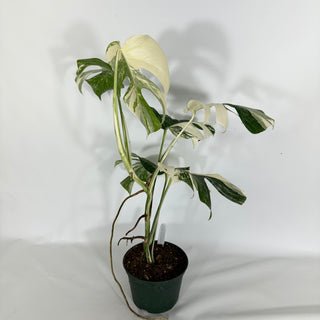 Monstera deliciosa var. borsigiana albo-variegata [#1635]