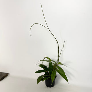 Hoya PMP 173-B [#2289]