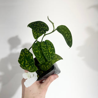 Z-5014 - Scindapsus pictus "Green Form" (Hassk)