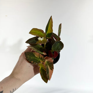 Begonia ‘Withlacoochee’ (Variegated) [#1818]