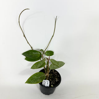 Hoya 'Rime' (splash) [#2152]