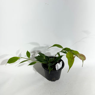 Hoya medusa [#1914]