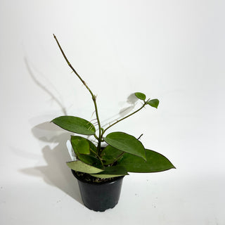 Hoya sp. Da Lat (round leaves)