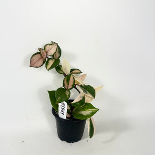 Hoya carnosa 'Purple Pride' [#1945]