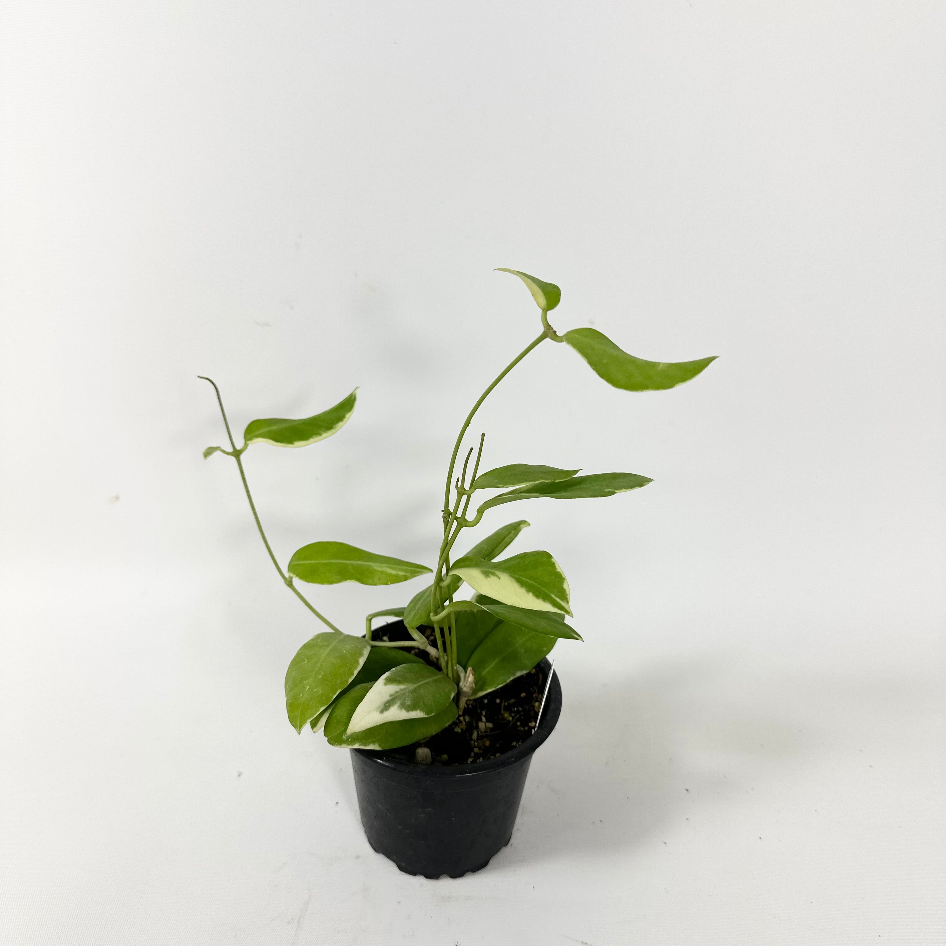 philodendron hoya Hoya pimenteliana (outer variegated)