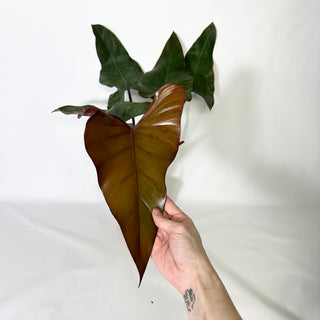 Philodendron 'Dark Lord' (Non-TC) [#1689]
